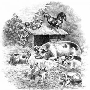 Feeding Hogs in Kentucky Image
